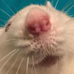 A picture of a rat's face right next to the camera